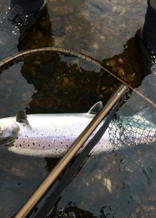 This perfect River Tay Spring salmon was still quite lively after being landed so I placed him in the collapsed landing net for the photo in case he swum away. This fish still readily took the fly on a cold Spring fishing day during April.