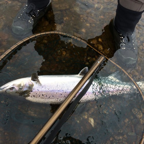 This perfect River Tay Spring salmon was still quite lively after being landed so I placed him in the collapsed landing net for the photo in case he swum away. This fish still readily took the fly on a cold Spring fishing day during April.