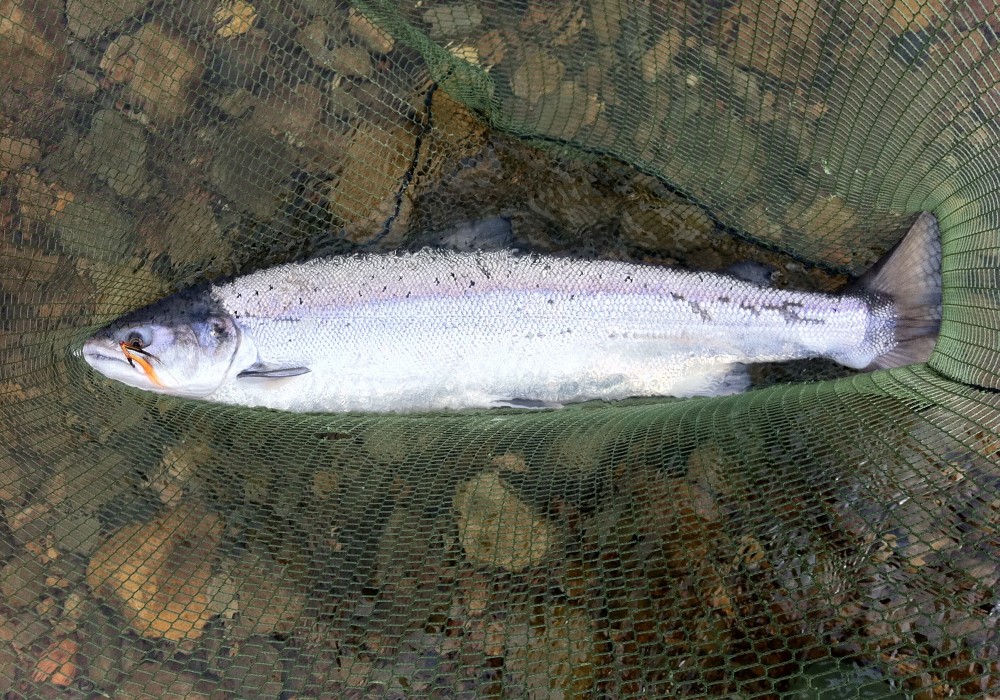 This beautiful Atlantic salmon weighed in at 18lbs and took the deadly Monteith 'Copperass' salmon tube fly in the high water conditions of January. You can see the tube fly still in its mouth and this shot was taken moments before this perfect River Tay Spring specimen salmon was safely released.