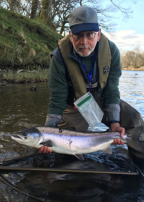 This fisher perfectly covered loads of fly water all day long with no sign of a salmon. At 4.30 pm he landed 2 perfect 'springers' within 30 minutes which was the result of a run of salmon appearing in the pool he was fishing last. Going straight back into the same salmon lie often produces a 2nd fish once you've landed the 1st fish.