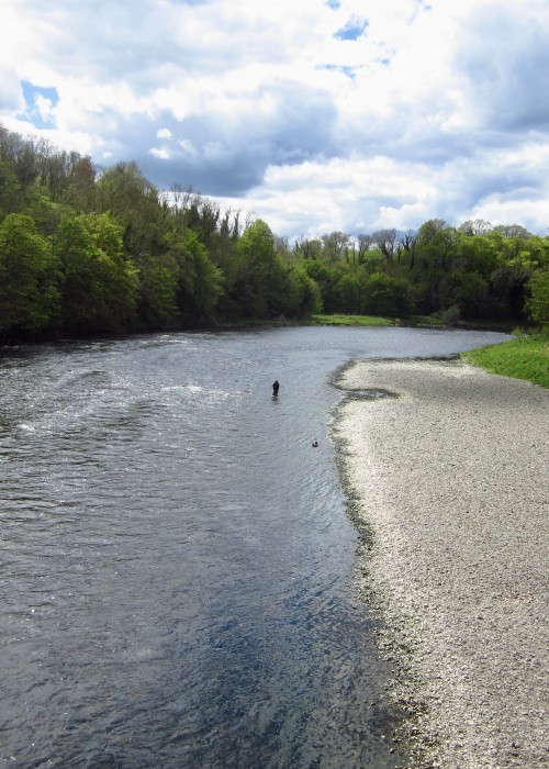 River Tweed Salmon Fishing