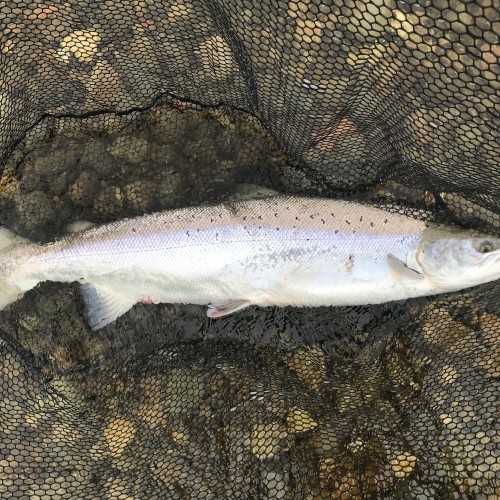When you hook a perfect powerhouse of a salmon like this there's often an out of control feeling due to the fish being in full control for the first 15 minutes or so of battle. This was a summer caught salmon from the River Tay which was landed near Pitlochry during the month of July.