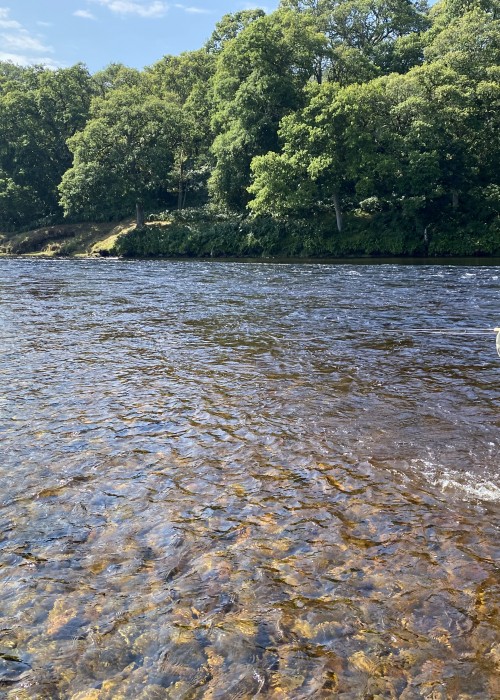 Here's perfect late Spring day on Perthshire's River Tay. Add a bit of lovely sunlight as seen here and you have the perfect salmon fishing conditions. This was the Meetings Pool on the River Tay near Ballinluig in Perthshire.