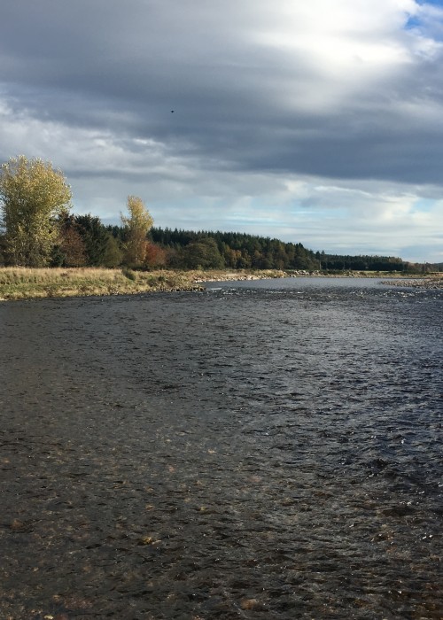 Here's a nice wee shot of the highly scenic River Dee up near Aboyne which is a very popular area for River Dee salmon fly fishers.