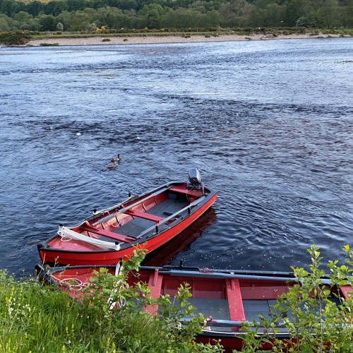 This is 2 of the traditional salmon fishing boats moored up at the Green Bank Pool on the Lower Kinnaird salmon fishing beat. These boats are a work of art and contribute significantly to the salmon fishing tactics required for success in this pursuit on big Scottish rivers like the Tay.