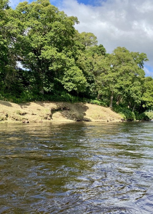This fine upstream shot of the River Tay's March Pool which is slightly downstream of the Tummel/Tay confluence which is a great holding pool for salmon that are seldom targeted from this right hand bank of the river as most anglers choose the gently tapered gravel right bank opposite which has easier fishing and access. Look closely and you'll see a shadow on the riverbank underneath and slightly to the left of the oak tree canopy. There's an otter holt in there as the otter also fully understands the potency of this River Tay salmon pool!