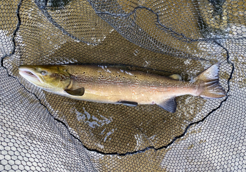 When Do Atlantic Salmon Spawn In Scotland when-do-atlantic-salmon-spawn-in-scotland