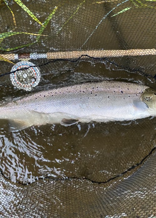 Nothing beats catching a wild Atlantic salmon in Scotland on the fly. There's so much self satisfaction experienced when hooking and landing a salmon like this perfect Summer fish it really has to be experienced to be truly appreciated.