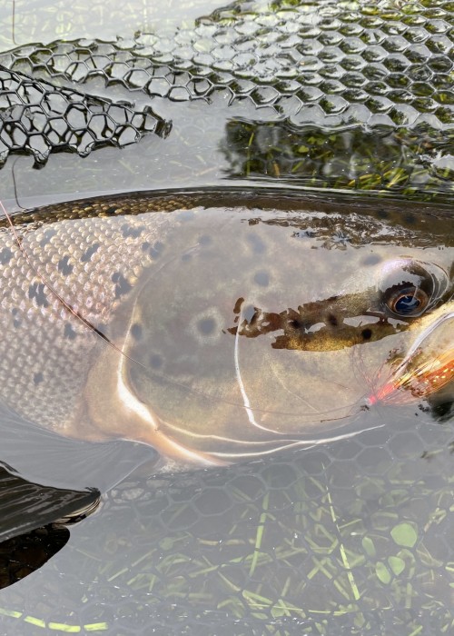 This  Autumn cock salmon took a deeply presented salmon fly at the neck of the Rock Pool on the Kinnaird Beat of the River Tay during late September. This perfect shot of the fish and the deadly salmon fly that lured it was taken seconds before its safe release from the landing net.