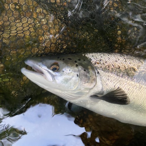 Here's the end result of some astute tactical awareness and persistence. This is a River Tay Spring salmon caught by yours truly near Dunkeld in Perthshire. Catching salmon consistently is not too difficult if your fishing plan and tactical awareness are up to speed.