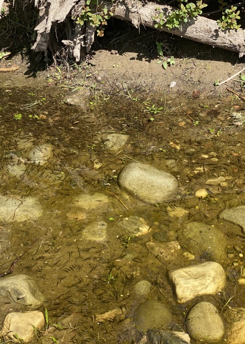 This is a typical shoal of fry these days which is nothing like what we used to see in the margins of the Scottish rivers only just a few decades ago. Huge in-river predation control imbalances paired with massive sedimentation issues that compacts the salmon's spawning gravels is a by-product from hydro dam river interference and commercial forestation practices have sadly played a significant part in reducing wild salmon stocks. Look at the sedimentation build up in this shot which is so typical of the Tay's riverbeds these days. This siltation is a bi product of huge large scale commercial forest 'sedimentation displacement' drainage over the last 100 years, Hydro dam interference negatively impacting riverbed gravel natural replenishment and acute large scale agricultural practice ignorance. Riverbed gravels were never meant to be choked up like this and this is one of the most blatantly obvious killers of salmon stocks as eggs that should be safely buried in the clean loose gravels of the Scottish riverbeds (the way nature intended) simply get washed away! The sedimentation substrate on the Tay (& other Scottish rivers) is at best 20% of what it should be for optimal salmon fry yields. The problem is and always has been basic level 'unawareness' from all tiers of river management who lack traditional basic river management knowledge and/or 'hands on' river life experience to see & acknowledge these blatant 'real' gravel siltation & predatory trout imbalance issues that if corrected (& maintained) would make a significant difference to Scottish Atlantic salmon stocks.