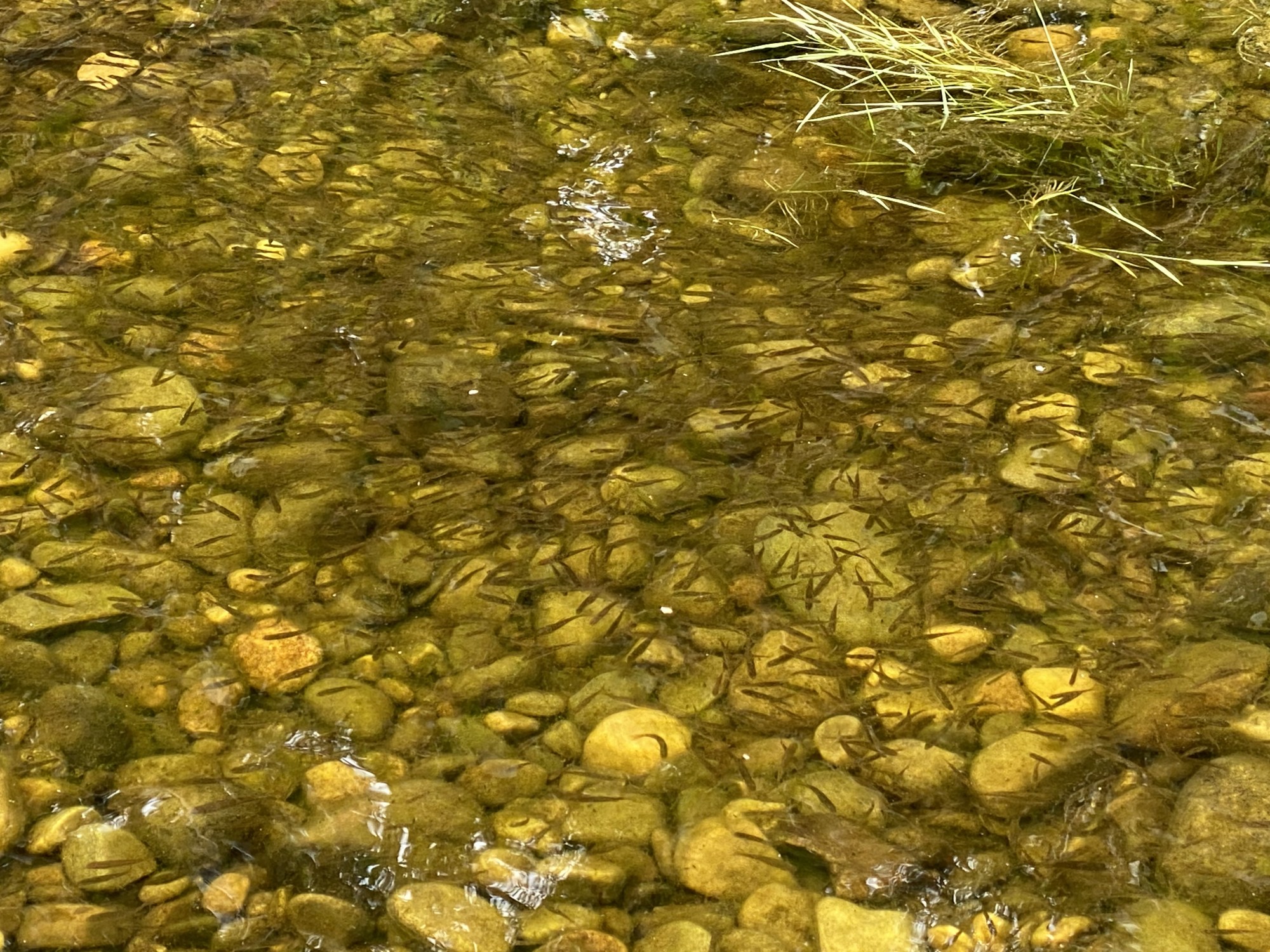 When Do Atlantic Salmon Spawn In Scotland When Do Atlantic Salmon Spawn In Scotland