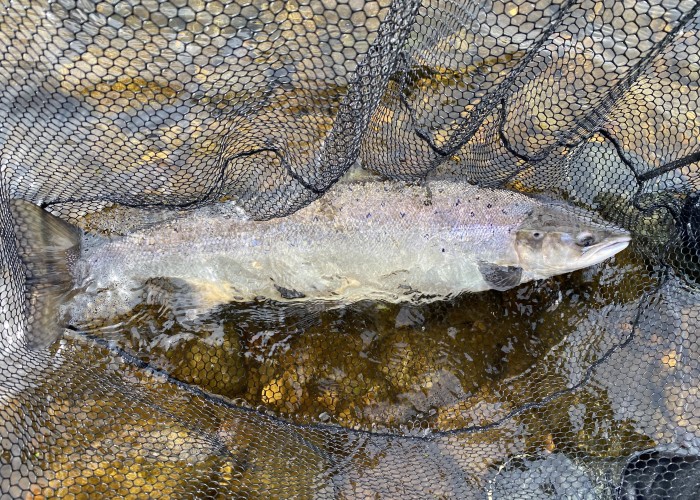 The Best 'King Of Fish' Mindset Approach