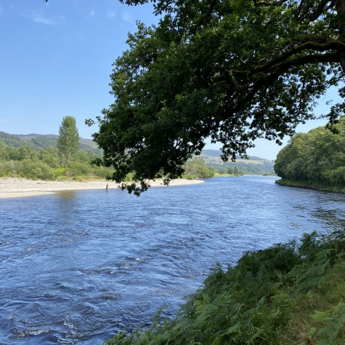 Look at the lovely old oak tree overhanging one of the best salmon fishing pools on the Tay near Dunkeld. The natural surroundings in this area of the Tay Valley are truly breathtaking.