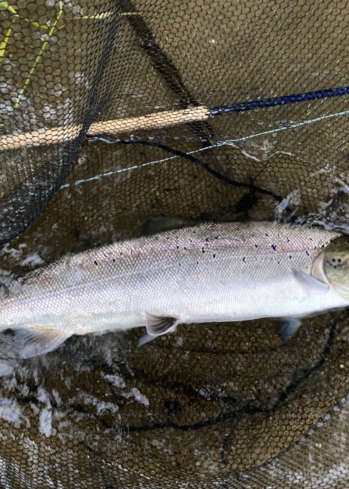Here's another perfect fly caught Summer salmon from the River Tay in Perthshire. This was one of 4 perfect fish landed that day and this one was caught during the evening around 7.30pm. Another bigger salmon followed which fought into darkness before being finally landed after this one was returned.