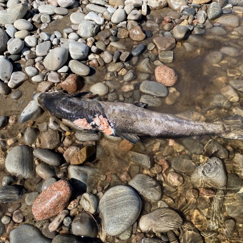 This dead salmon was lunch for one of the River Tay otters that inhabit this perfect area of the River Tay Valley. I watched the otter kill this fish the day prior as it created such a commotion in the pool I was fishing. The animal came back the next day for another feed at the carcass.