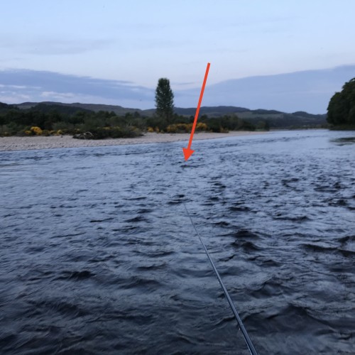 You can see the head of an otter as it jumps over my fly line here at dusk on the River Tay in Perthshire. These native Scottish otters come out to feed at dusk and both I and the otter had the exact same idea where we were going to find a salmon!