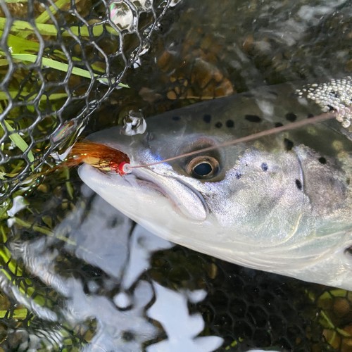 This fine Atlantic Salmon took the 'Jock's Shrimp' salmon fly near the Perthshire hamlet of Logierait. You can see the fish friendly rubberised landing net mesh behind the salmon which is ideal for protecting the fish from damage while unhooking it prior to release.