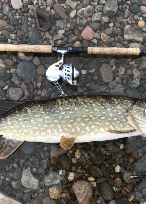 This big predator took a salmon lure in one of the Kinnaird Beat salmon pools near Dunkeld. Normally pike are found in the quieter deeper reaches of the Tay and other Scottish rivers however this one was hooked in streamy fly fishing water which is unusual.