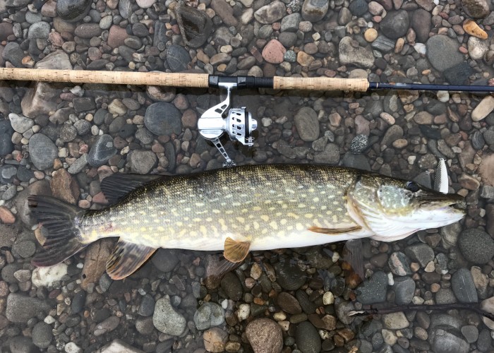 Are There Pike In The Scottish Rivers