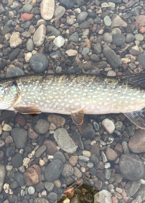 This fine pike was caught on the River Tay near Pitlochry in a renowned salmon pool which I was fishing for salmon. A nice surprise to see a perfect predator like this show up and at first contact I was convinced it was a salmon due to the prolific salmon lie it was occupying.