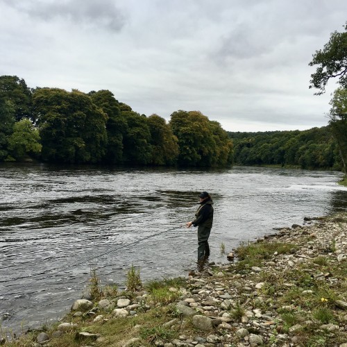 Here's a salmon fisher fly fishing the river margins during mini flood conditions on the River Tay in Perthshire. Salmon are often caught close in to the riverbank during water conditions like this.