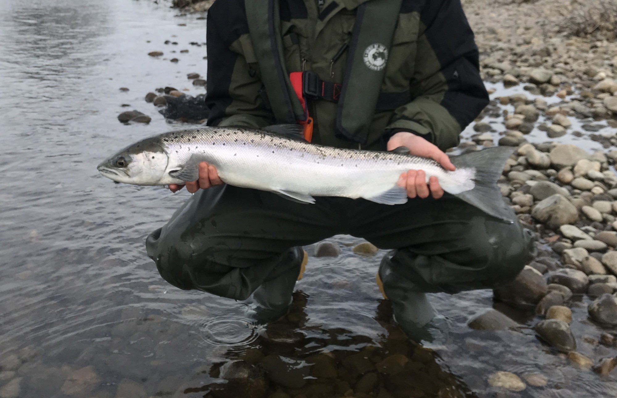 When Do Atlantic Salmon Spawn In Scotland When Do Atlantic Salmon Spawn In Scotland