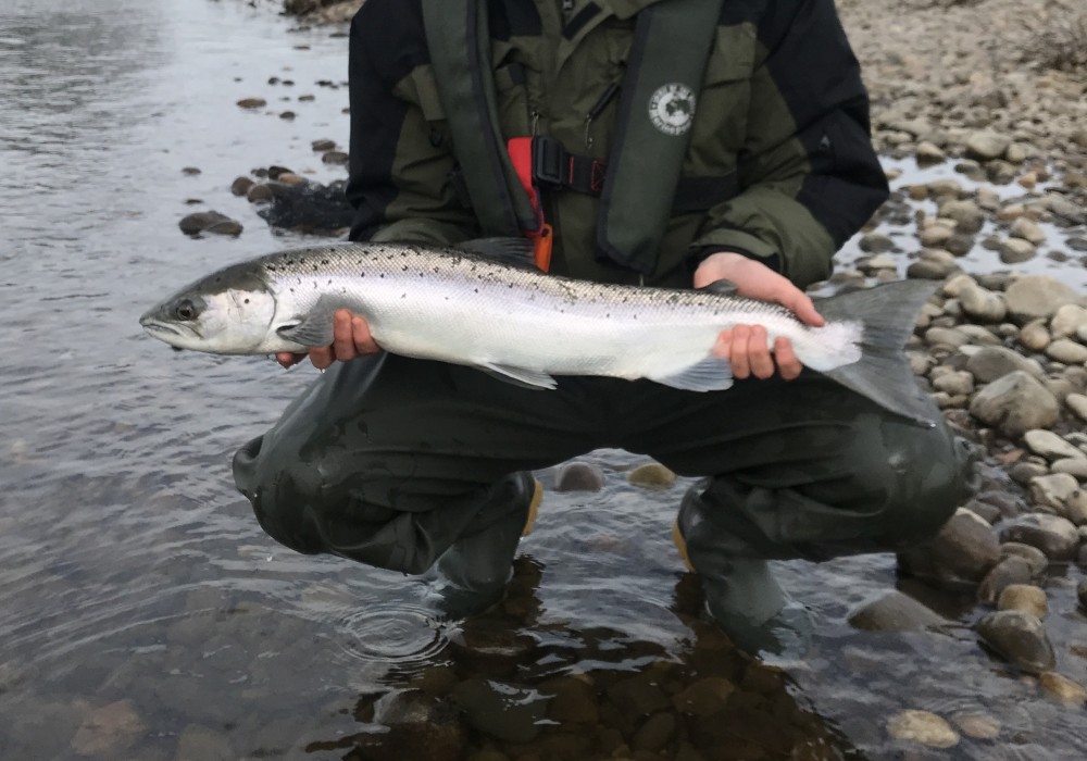 When Do Atlantic Salmon Spawn In Scotland