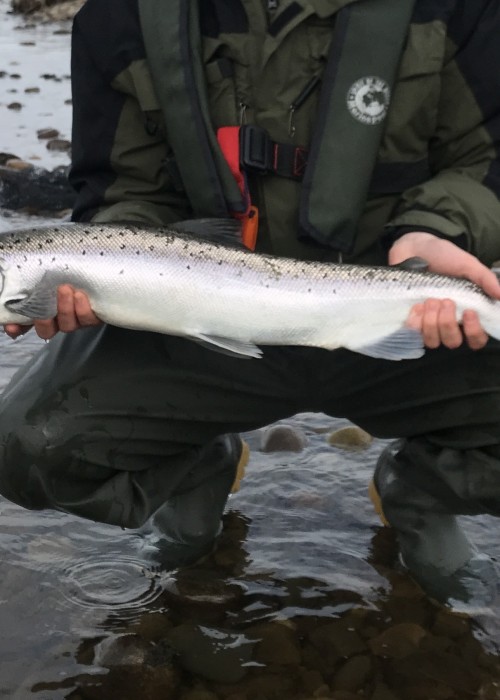When Do Atlantic Salmon Spawn In Scotland