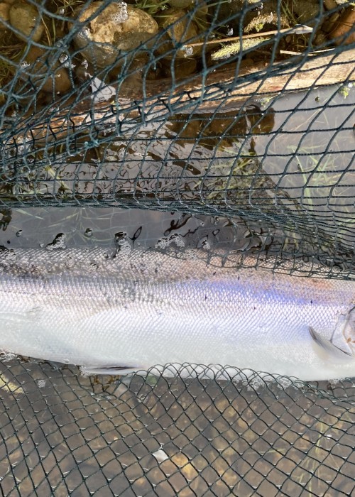 This perfect May salmon was hooked at the Daffodil Lie on the Upper Kinnaird Beat fishing hut and was hooked on this little 15g copper & red tailed toby imitation lure. It only took a few casts at 5pm to hook this fish much to the amusement of my fellow River Tay salmon guides!