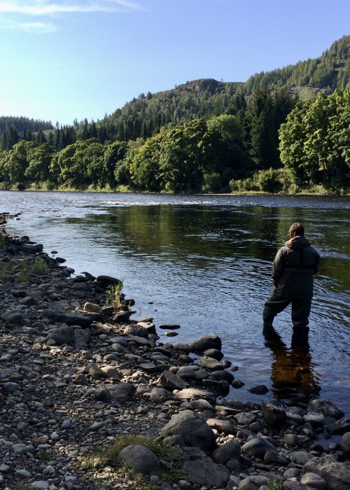 This River Tay angler is fly fishing through the Newtyle Beat salmon pool known as 'The Trap'. I re-constructed and named this salmon pool 25 years ago as at that time it was big deep mess of a hole with sunken trees and no riverbank due to the previous effects of a misplaced croy that was built slightly upstream of this angler back in 1976 which I also personally witnessed the construction of. This is a consistent pool for catching salmon and has been now for 20+ years.