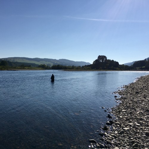 The Ash Tree salmon pool tail has produced many salmon as long as I can remember. This salmon fly fisher in this shot is right on the most productive taking area of this special River Tay salmon pool. Note the lovely Dunkeld Hills in the back drop.