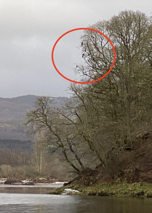 Cormorants are another massively destructive fish eating bird that have flourished in recent decades on many Scottish salmon rivers which has contributed to the current low Atlantic salmon stock numbers over roughly the same time frame. This shot was of a dozen cormorants perched up in an oak tree near the Tummel/Tay confluence in Perthshire. I've personally witnessed as many as 100 of these birds simultaneously working down river in a huge feeding raft hoovering up all species of fish life including juvenile & adult salmon.