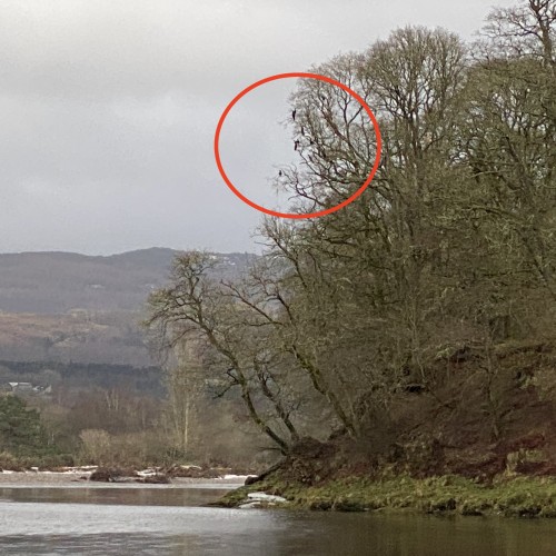 Cormorants are another massively destructive fish eating bird that have flourished in recent decades on many Scottish salmon rivers which has contributed to the current low Atlantic salmon stock numbers over roughly the same time frame. This shot was of a dozen cormorants perched up in an oak tree near the Tummel/Tay confluence in Perthshire. I've personally witnessed as many as 100 of these birds simultaneously working down river in a huge feeding raft hoovering up all species of fish life including juvenile & adult salmon.