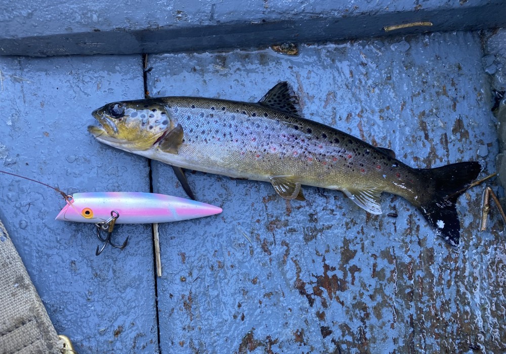 Restoring Wild Atlantic Salmon Runs