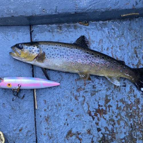 The wild trout on the River Tay and especially in the middle & upper reaches are massively over populated. 5 + decades ago the professional career ghillies of the Tay used to keep the trout populations under control and in balance to allow the juvenile salmon reasonable protection from these deadly predators. There's been no consistent thinning out of these predatory fish for over half a century on the Tay.