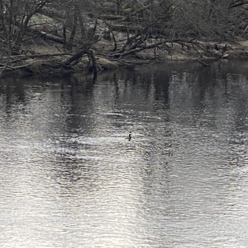 Goosanders & merganser populations are hugely out of control on many Scottish salmon rivers these days which decimate juvenile salmon stocks resulting in far fewer adult salmon in the rivers. These highly destructive fish eating birds are 'non native' to the UK however they are granted protection privileges that our native species don't even receive!