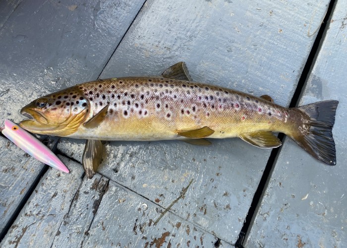 Choked Salmon Redds and Colossal Brown Trout Populations