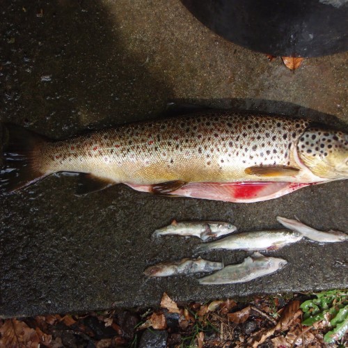 Here's the real killer when it comes to juvenile wild Atlantic salmon stocks. While the management point the finger at sea and saw billed ducks the most prolific killer of juvenile salmon is and always has been hidden (& ignored) in plain sight! While wild brown trout are in and of themselves fantastic fish to catch an obscene over abundance of these fish will completely destroy juvenile salmon stocks long before they mature enough and head to sea. Fishery boards are asleep on this issue and many professional salmon guides too as they are with the other major blatantly obvious issue of gravel riverbed siltation which has been a direct result of commercial forestation drainage & hydro electric dams over the last 70 years!